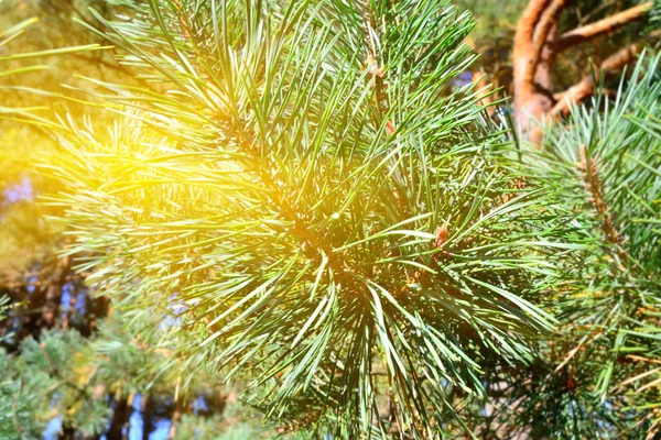 Pinus Mugo Βελόνες Και Μπουμπούκια Closeup Ήλιος — Φωτογραφία Αρχείου