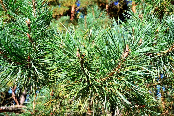 Pinus Mugo Zbliżenie Igły Pąki Naturalne Podłoże — Zdjęcie stockowe