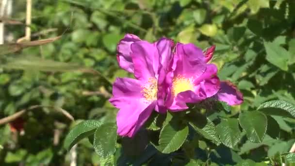 夏の晴れた日の強い風で揺れる美しい赤いローズヒップの花 — ストック動画