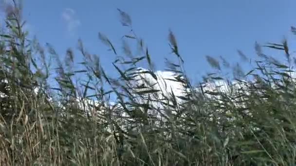 Stroiki Wahają Się Silnego Wiatru Tle Błękitnego Nieba Wideo Full — Wideo stockowe