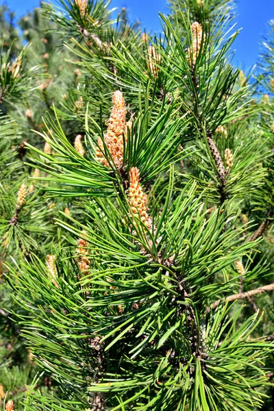 Pinus Mugo Tűk Rügyek Közel Fel Gyönyörű Természetes Háttér — Stock Fotó