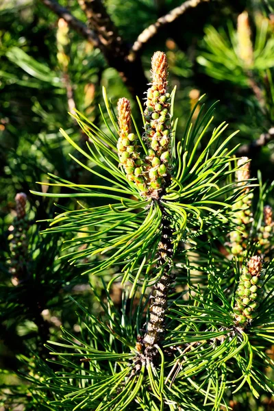 Pinus Mugo Agujas Brotes Cerca Hermoso Fondo Natural —  Fotos de Stock