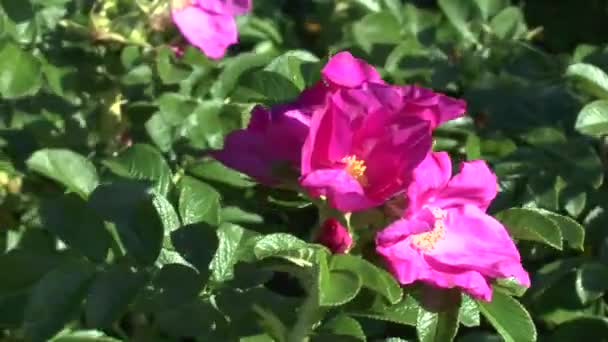 Bela Flor Rosa Mosqueta Vermelha Balançando Vento Forte Verão Dia — Vídeo de Stock