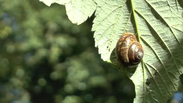 Caracol Uva Senta Uma Folha Come Vídeo Full — Vídeo de Stock