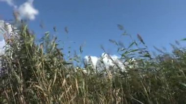 Mavi gökyüzü arka plan üzerinde güçlü bir rüzgar sazlık arasındadır. Video full Hd