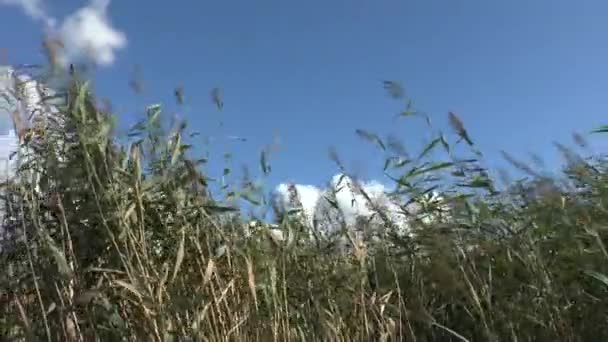 Las Cañas Van Desde Fuerte Viento Sobre Fondo Azul Del — Vídeo de stock