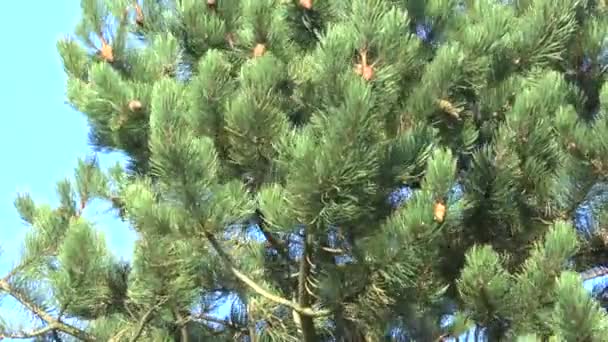 松树分枝山紧靠在风中摇曳 完整的高清视频 — 图库视频影像