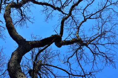 Mavi gökyüzü arka plan üzerinde eski kuru ağaç kapatın. Doğal arka plan