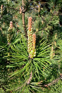 Pinus mugo. İğneler ve tomurcukları yakın kadar güzel doğal arka plan