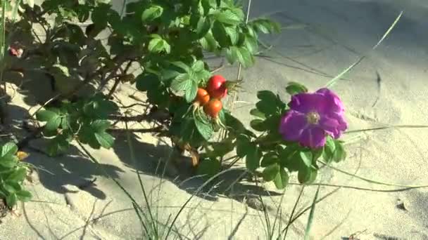 Frutas Rosa Mosqueta Flores Dia Ensolarado Uma Duna Areia Vídeo — Vídeo de Stock