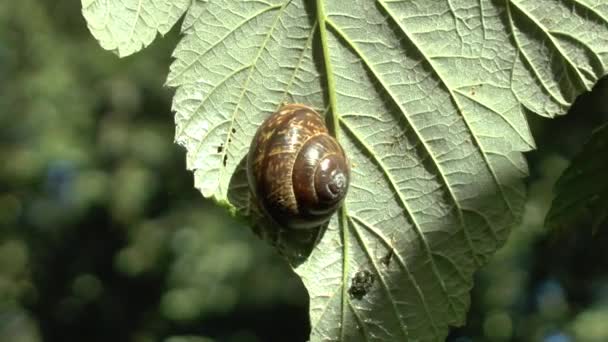 Grape snail sits on a leaf and eats it. Video Full HD — Stock Footage Grape Snail Sits Leaf Eats Video Full Royalty Free Stock Footage