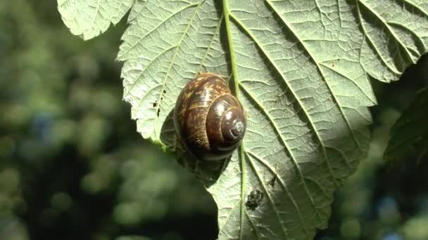 Caracol Uva Senta Uma Folha Come Vídeo Full — Vídeo de Stock