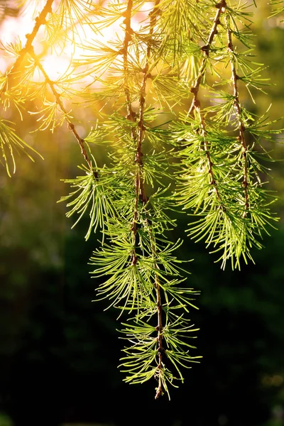 Beautiful Twigs Larch Close Background Light Natural Background — Stock Photo, Image