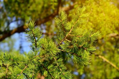 Melez (bitki) dal arka plan ışığı kapat. Güzel doğal arka plan