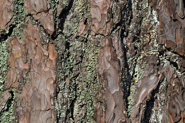 松樹皮をクローズ アップ。美しい自然の背景 — ストック写真