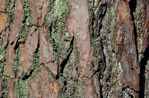 Kůry borovice zblízka. Krásné přírodní pozadí — Stock fotografie