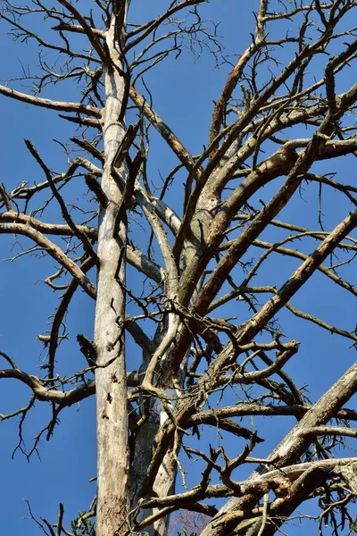 Starý suchý strom na modrém nebi pozadí. Přirozené pozadí — Stock fotografie