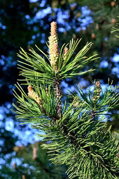 Mountain pine close up. Beautiful natural background — Stock Photo, Image