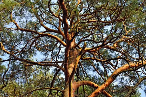 Borové stromy detail proti modré obloze. Přírodní pozadí — Stock fotografie