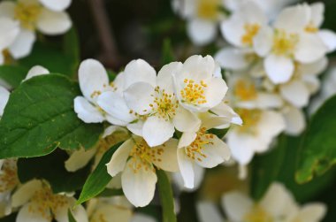 Güzel beyaz çiçekler turuncu yakın alay. Philadelphus