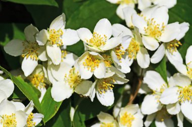 Güzel beyaz çiçekler turuncu yakın alay. Philadelphus