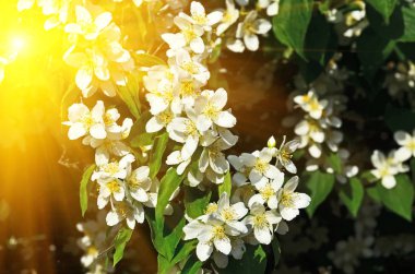 Güzel beyaz çiçekler turuncu yakın alay. Philadelphus