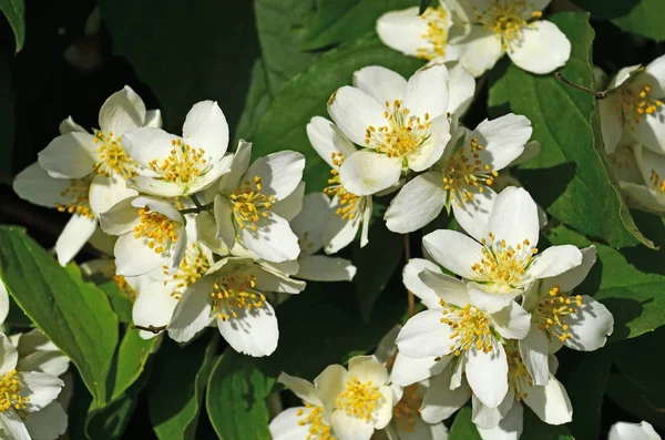 De belles fleurs blanches se moquent de l'orange de près. Philadelphe — Photo