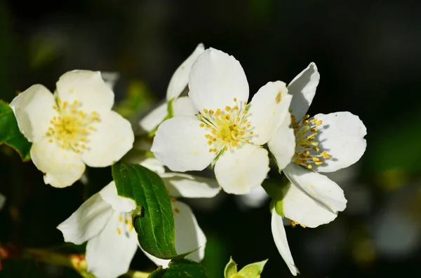 De belles fleurs blanches se moquent de l'orange de près. Philadelphe — Photo