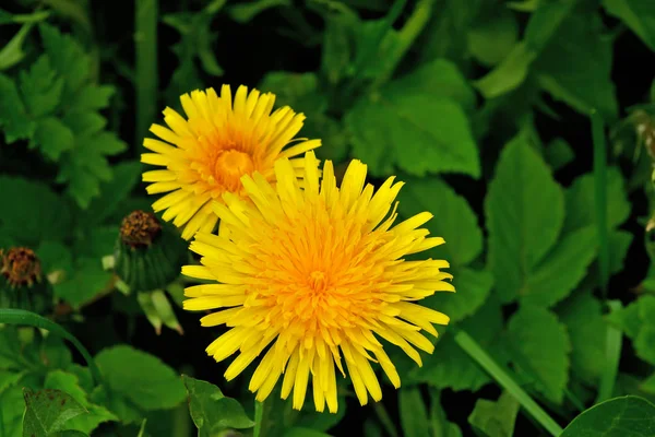 잔디 배경에 아름 다운 노란색 민들레 꽃 클로즈업 — 스톡 사진