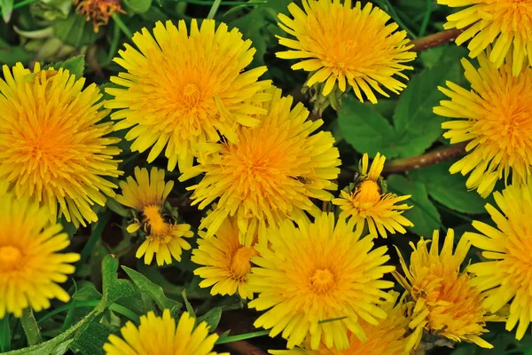 Beautiful yellow dandelion flowers closeup on grass background — Stock Photo, Image