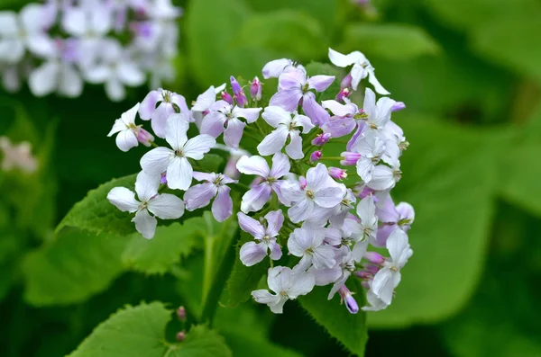 Beautiful yellow Lunaria flowers closeup on green grass background — ストック写真