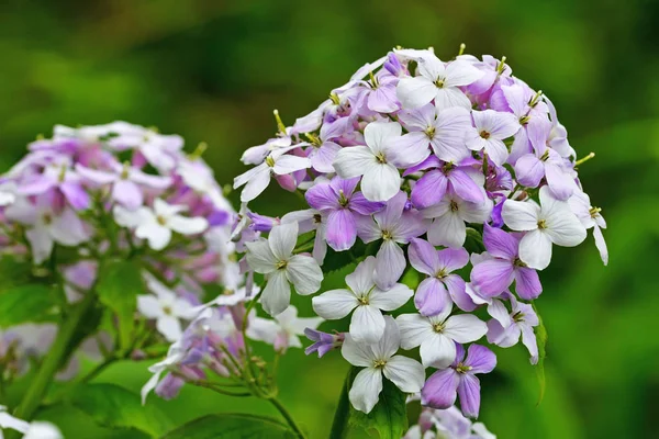 美しいライラックルナリアの花は緑の草の背景に閉じられます — ストック写真