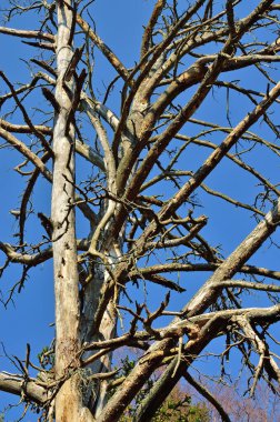 Mavi gökyüzü arka planda eski kuru ağaç. Doğal arka plan