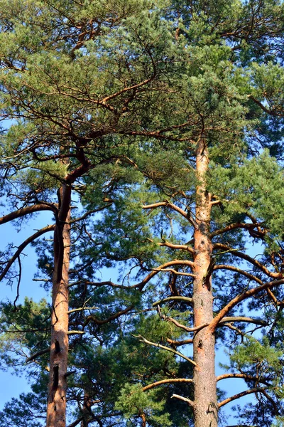Borové stromy detail proti modré obloze. Přírodní pozadí — Stock fotografie