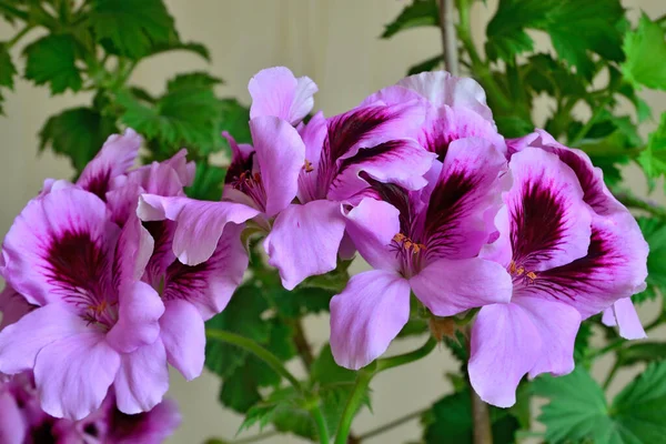 Beautiful delicate pink flowers of royal pelargonium close up — Stock Image Beautiful Delicate Pink Flowers Royal Pelargonium Close Royalty Free Stock Photos