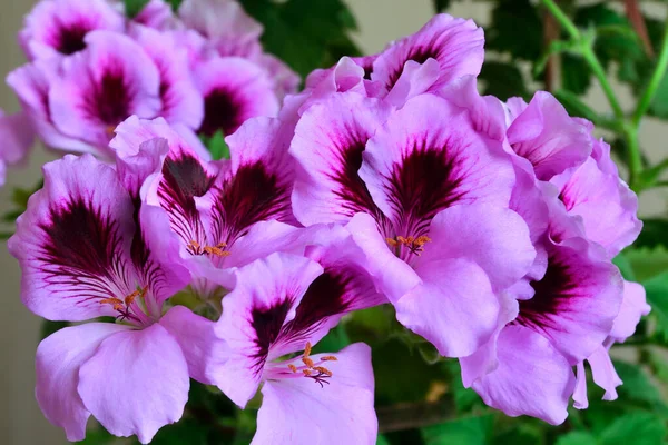 Beautiful delicate pink flowers of royal pelargonium close up — Stock Image Beautiful Delicate Pink Flowers Royal Pelargonium Close Stock Photo