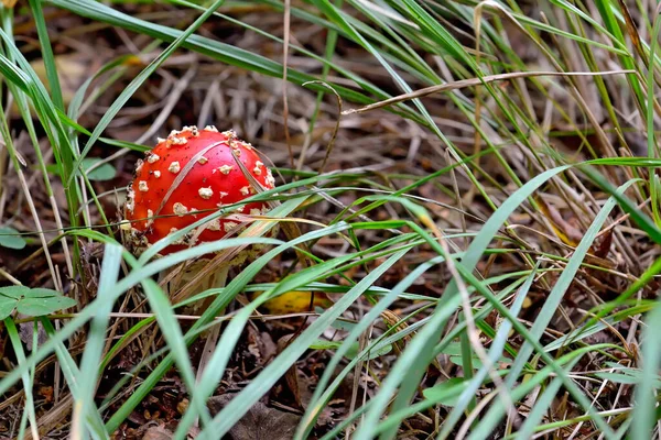 Beautiful Red Fly Agaric Green Grass Close — Stock Photo, Image