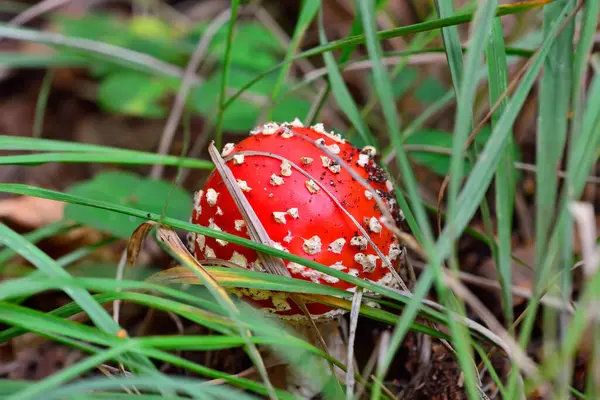 Beautiful Red Fly Agaric Green Grass Close — Stock Photo, Image