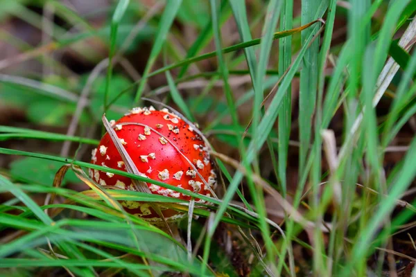 Piękne Czerwony Mucha Agaric Zielony Trawa Zbliżenie — Zdjęcie stockowe