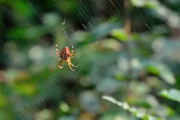 அமர Araneus — ஸ்டாக் புகைப்படம்