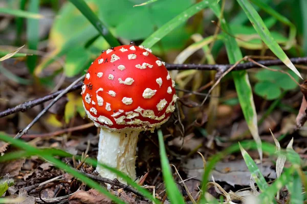 Beautiful Red Fly Agaric Green Grass Close — Stock Photo, Image