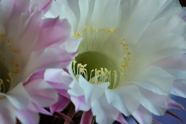 Echinopsis Kaktüsünün Güzel Büyük Çiçekleri Kapanıyor — Stok fotoğraf