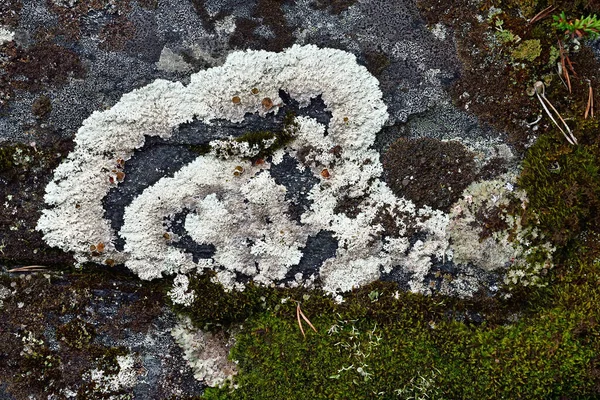 Beau Motif Lichen Sur Une Pierre Granit Carélie Russie — Photo