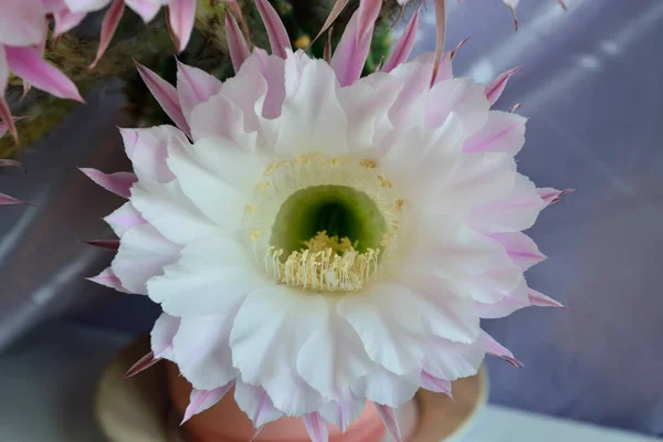 Beautiful large flowers of the Echinopsis cactus close up — Stock Image Beautiful Large Flowers Echinopsis Cactus Close Royalty Free Stock Images