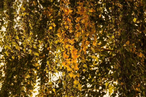 Frühherbst Gelbe Birkenblätter Gegenlicht Natürlicher Hintergrund — Stockfoto