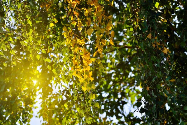 Início Outono Bétula Amarelo Sai Luz Contador Fundo Natural — Fotografia de Stock