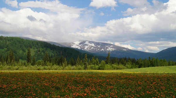 Поле Цветов Горах — стоковое фото