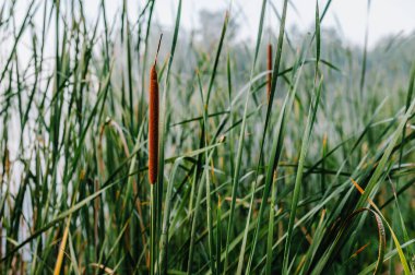 Göl suyu güzel yeşil reed