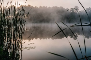 Panoramik pastel günbatımında sakin forrest Gölü