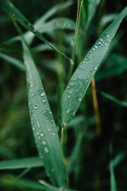 yeşil çimen çiy ve şeffaf yağmur suyu ile